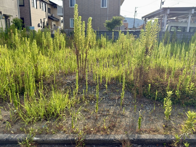 草木が生い茂った空地