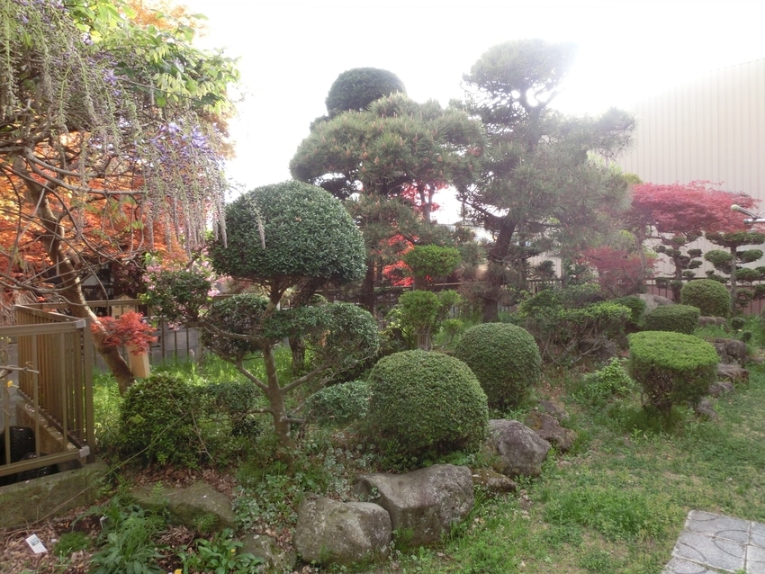 庭の木々