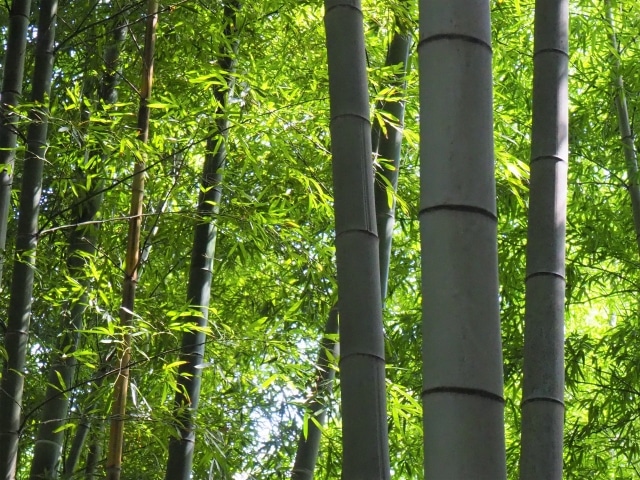 竹林整備